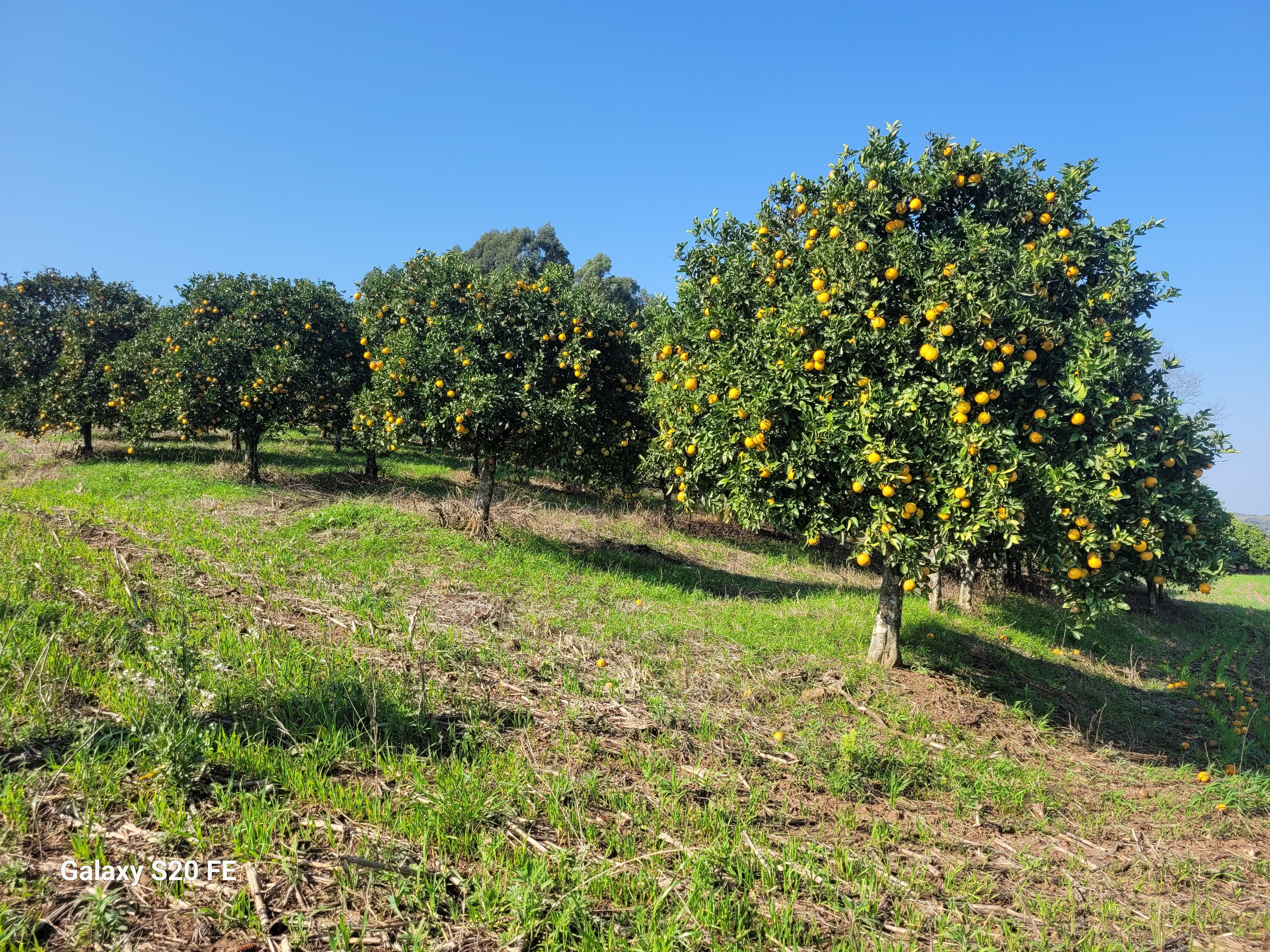 Área de terra rural-Comunidade Parobé-Itatiba do Sul — foto 4