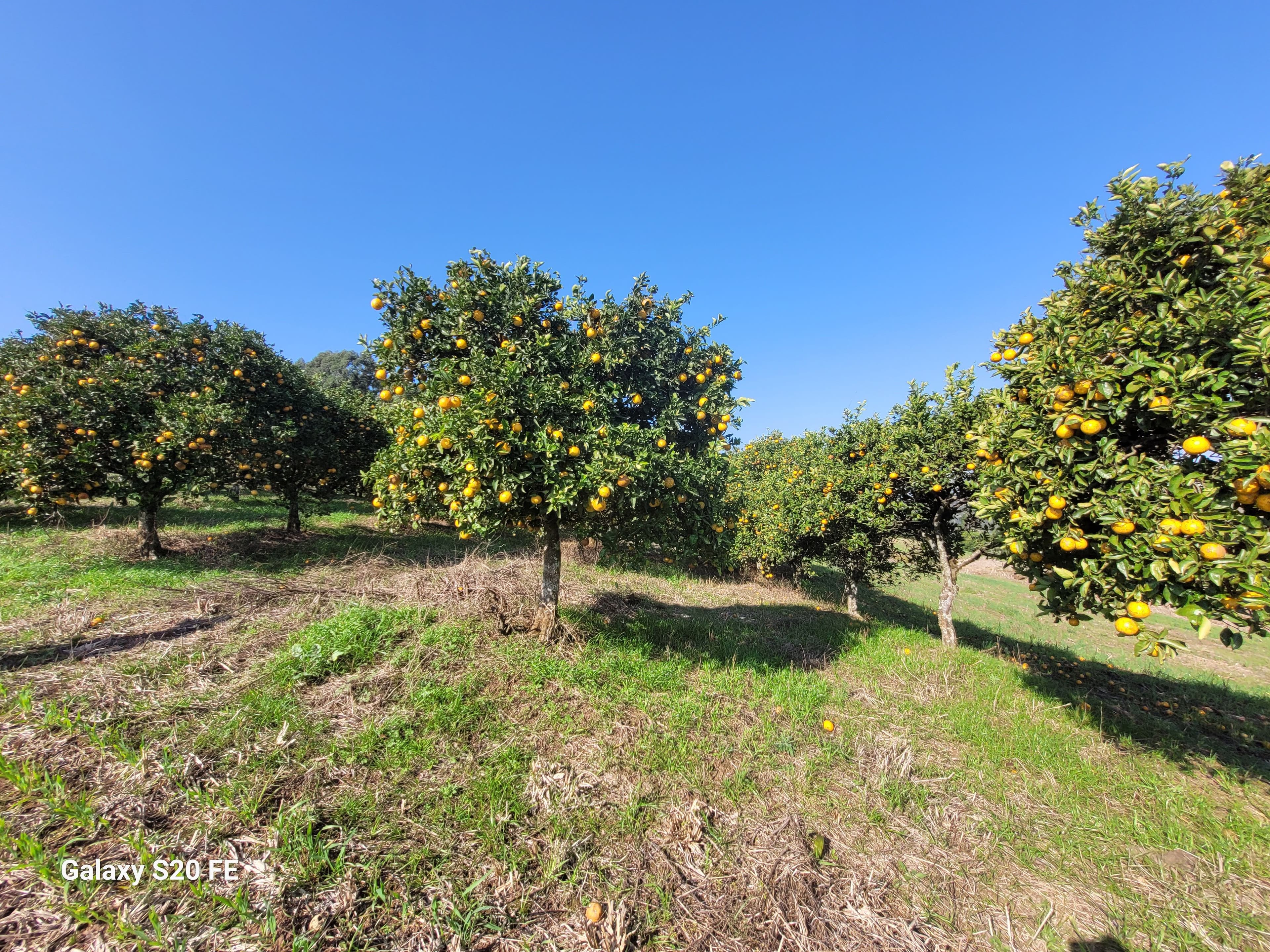 Área de terra rural-Comunidade Parobé-Itatiba do Sul — foto 5
